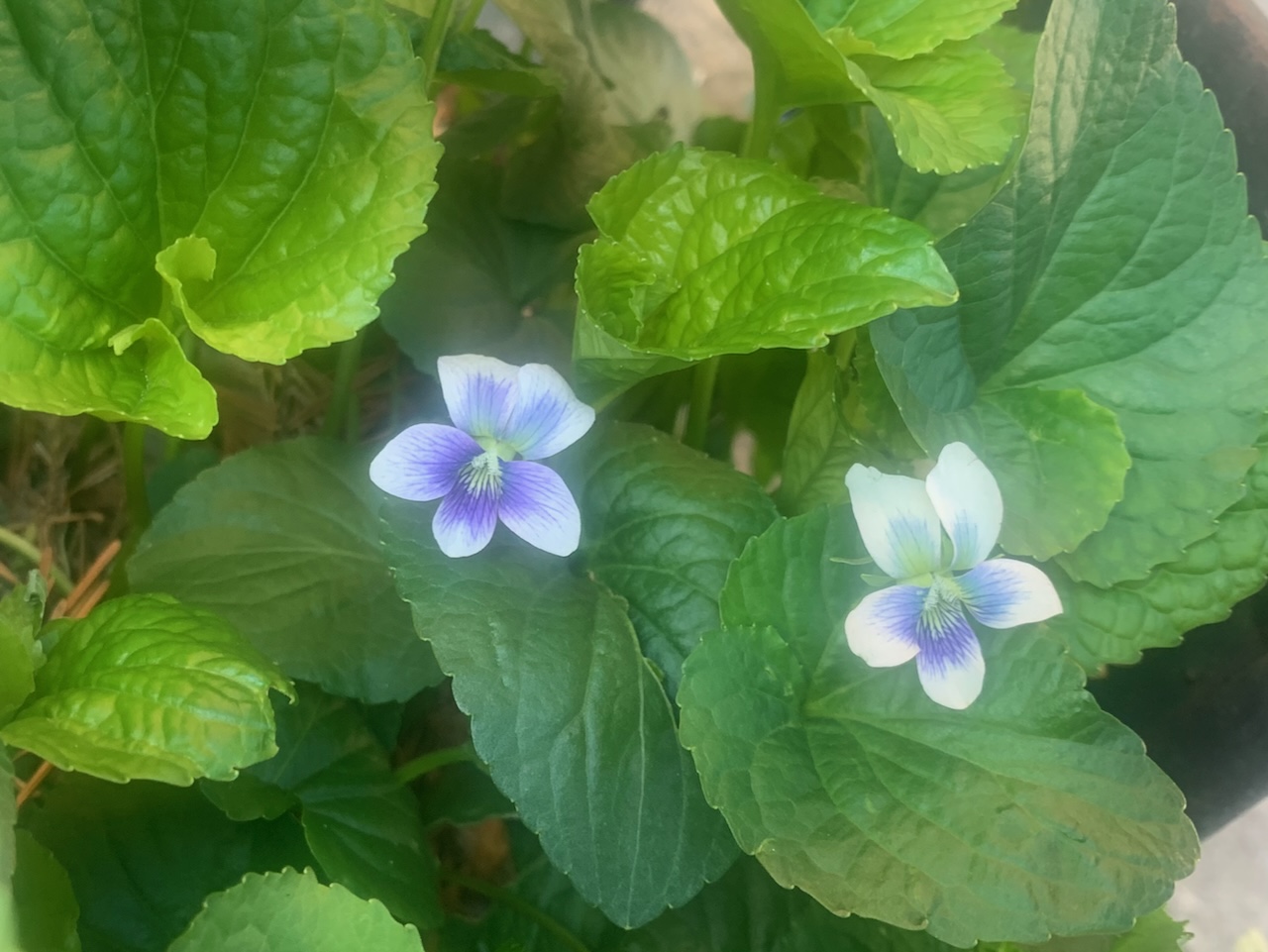 Violets in Bloom – Bloomingdale Garden
